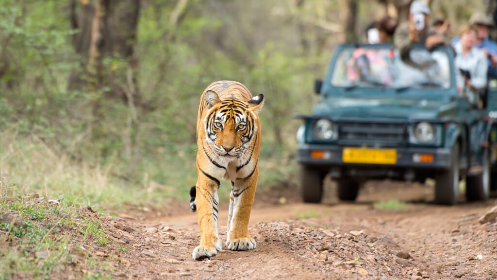 India-jungle